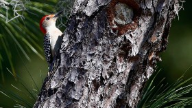 Woodpeckers Never Get Headaches, Explains Experts