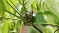 Scientists have discovered that increasing temperatures can turn frogs vegetarian