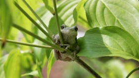 Scientists have discovered that increasing temperatures can turn frogs vegetarian