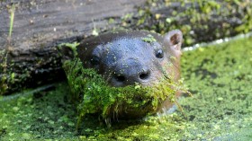 River Otter 