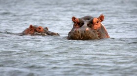 The common hippopotamus population has finally recovered after years of poaching