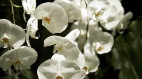 Scientists have discovered a species of orchid in Japan that obtains nutrients through symbiosis with fungi