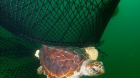 Loggerhead Sea Turtle