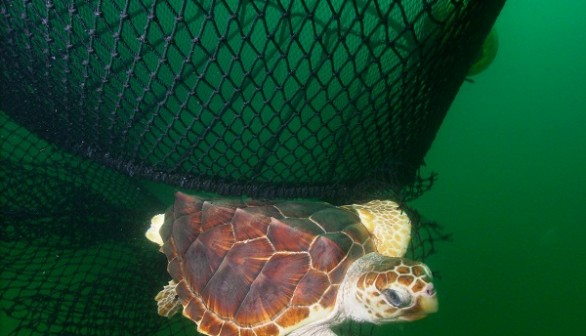 Loggerhead Sea Turtle