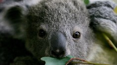 Koala Found in Bag of Old Woman in Brisbane Airport