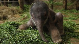 Baby Elephat at the Berlin Zoo