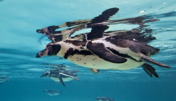 Humboldt penguins are classified as Vulnerable on the IUCN Red List