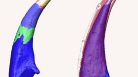 A comparison between the growth of the ‘teeth’ of the paraconodont Furnishina (left) and the euconodont Proconodontus (right). 