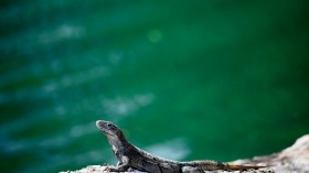 A marine iguana narrowly escaped death when chased down by snakes