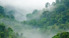 rainforest, carbon, climate change 