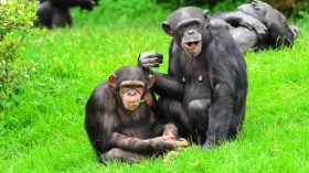 Chimpanzees