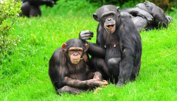 Chimpanzees