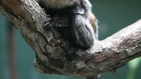 Marmoset monkeys