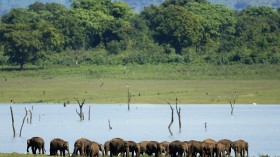 Asian elephants