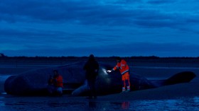 Sperm Whale