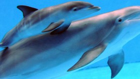 bottlenose dolphin calf 