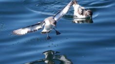 Birds' Keen Sense of Smell Causes Plastic Ingestion