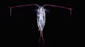 A copepod (Calanoida sp. plankton 