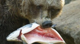 Acquiring bear DNA from residual saliva left on salmon carcasses