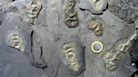 Fossils