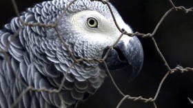 African Gray Parrot