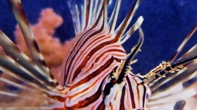 Red Lionfish