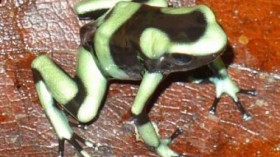 Poison dart frogs