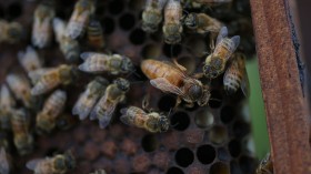 Deformed Wing Virus: A Major Threat to Honey Bees