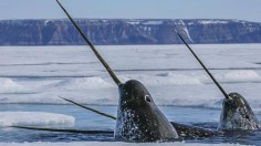 Narwhal's Horn makes it Best Animal Navigator