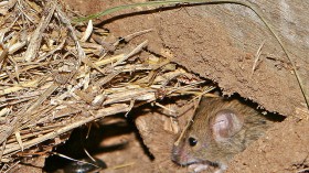 wild mouse 