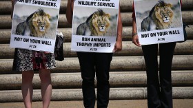 PETA Holds Rally To Call For Importation Ban Of Trophy Hunts Into U.S.