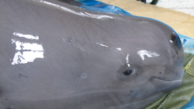 Yangtze finless porpoise