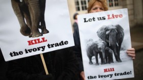 Anti Ivory Protesters Outisde The Illegal Wildlife Trade Conference