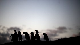 Penguins At Boulders Beach In Cape Town