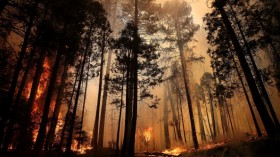 Forest wild fires, are they really a good thing?