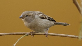 House Sparrow 