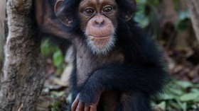 Chimpanzees know how to make use of the tools around them