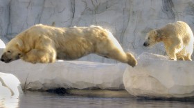 Family of polar bears may have drowned when ice floe they lived on melted