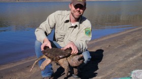 invasive alligator snapping 