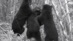 Andean black bears 