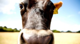 Earthquake in New Zealand leaves three cows stranded