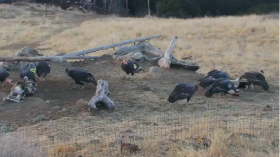 wild California condor