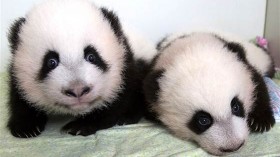 giant panda twin cubs 