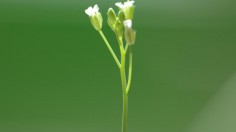 flowering Arabidopsis plant