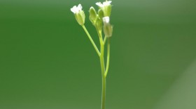 flowering Arabidopsis plant