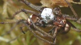 spider with gift 