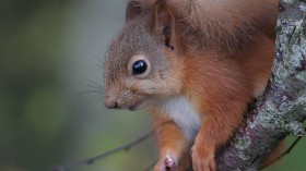 Red Squirrel