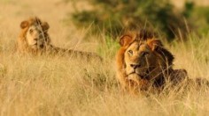  Two male African lions recline in the tall grass in Uganda's Queen Elizabeth National Park.