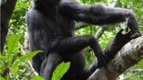 Searching for supper: an adult female chimpanzee inspects a food tree.