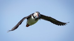 Visitors Enjoy The Wildlife At The Farne Islands